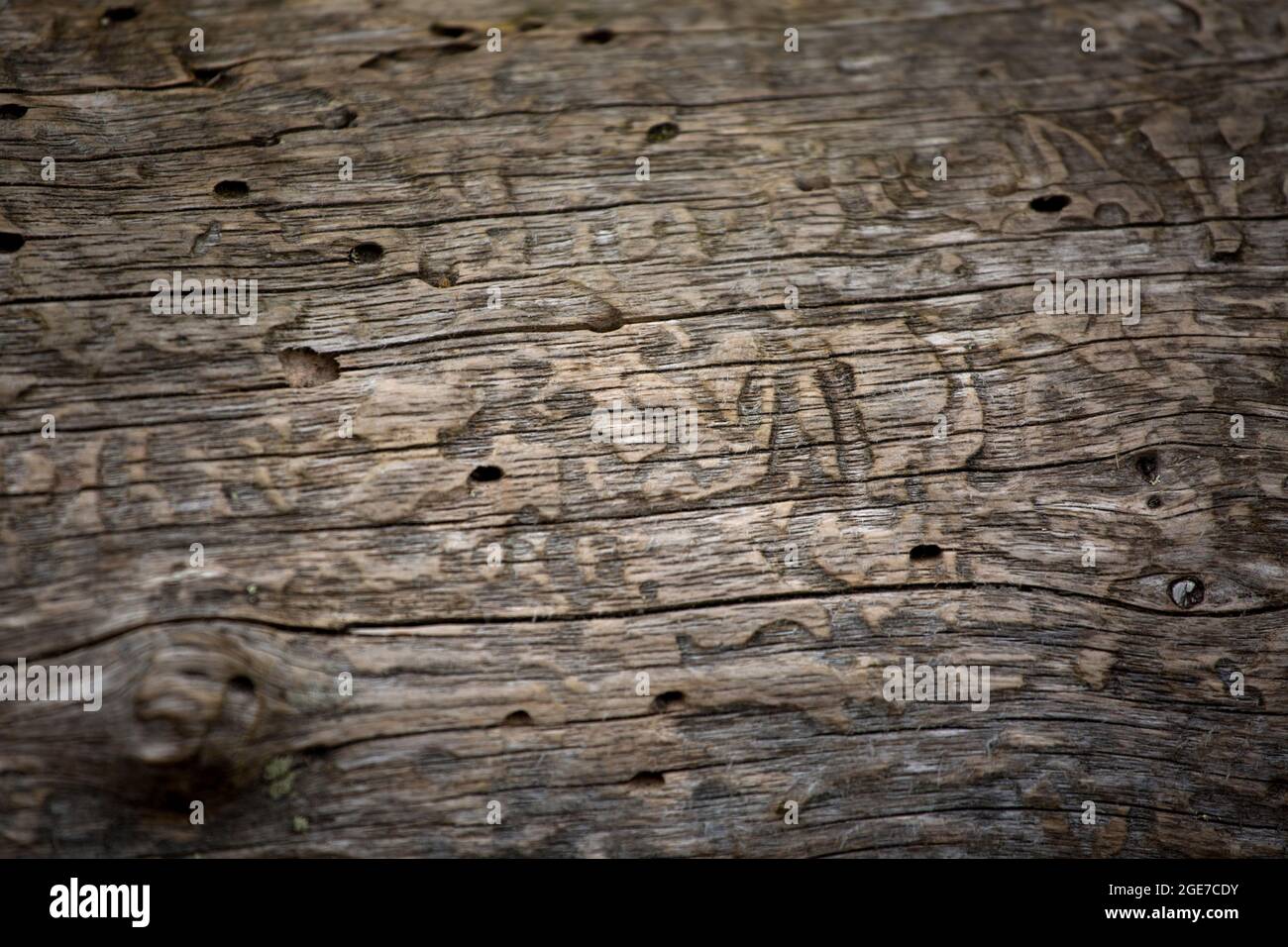 Trama di fondo di legno invecchiato con tracce di attività di woodworms o barbabietole Foto Stock