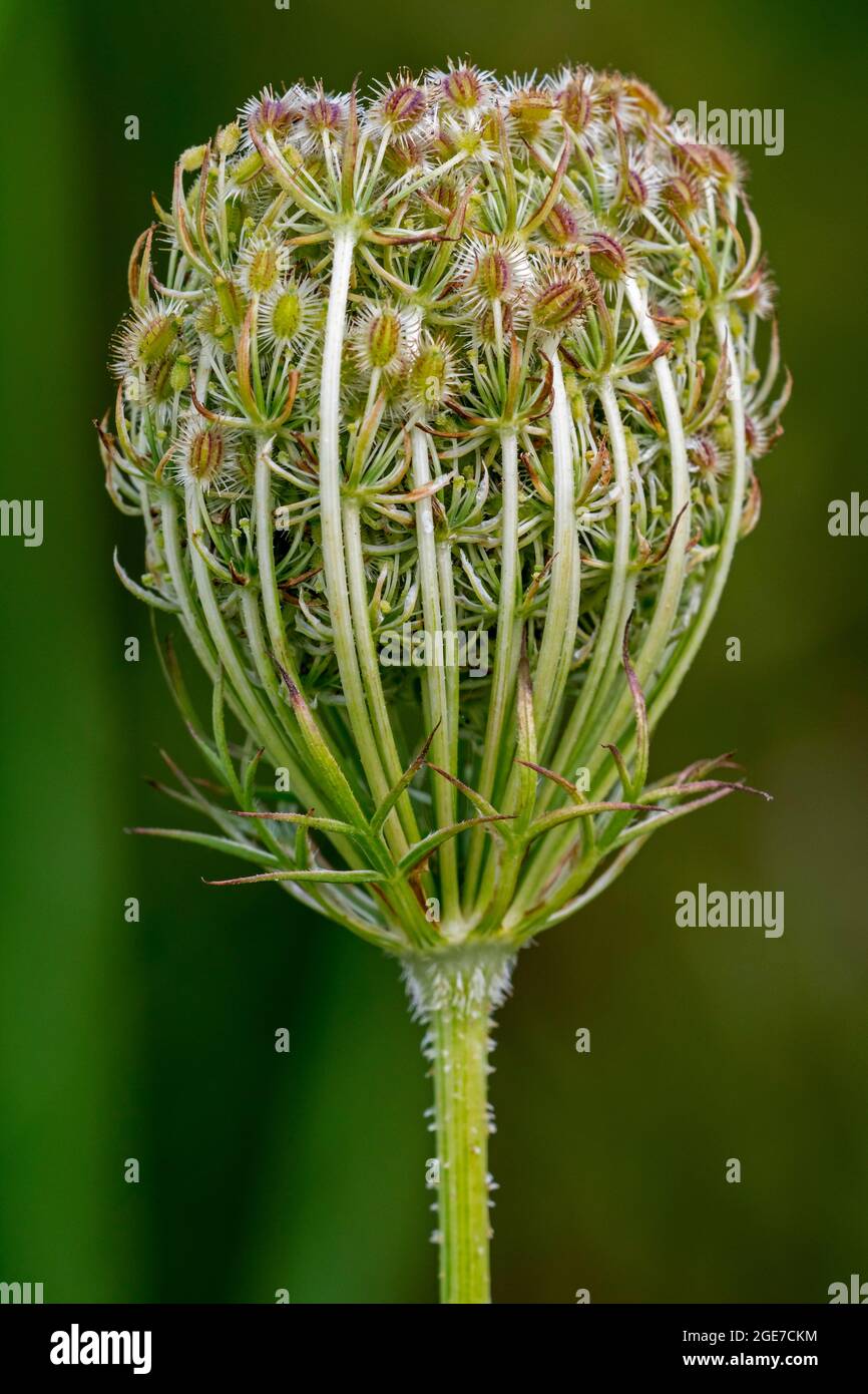 Carote selvatiche / nido d'uccello / pizzo del vescovo / pizzo della regina Anna (carota di Daucus) grappolo di frutta contenente frutti ovali con spine agganciate in estate Foto Stock
