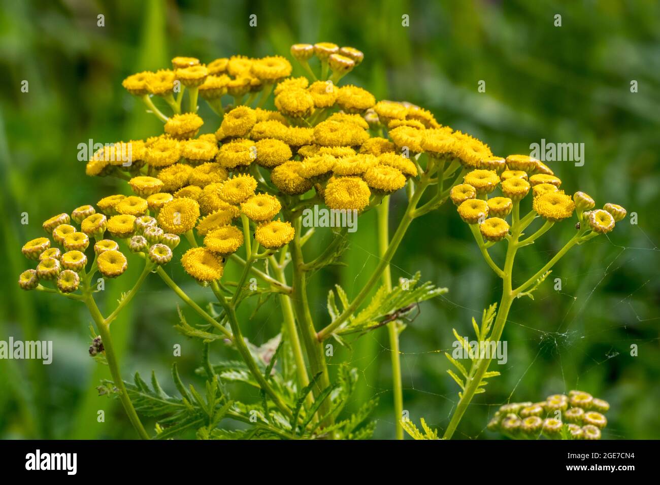 Tansy comune / pulsanti amari / mucca amara / pulsanti dorati (Tanacetum vulgare / Chrysanthemum vulgare) in fiore in estate Foto Stock