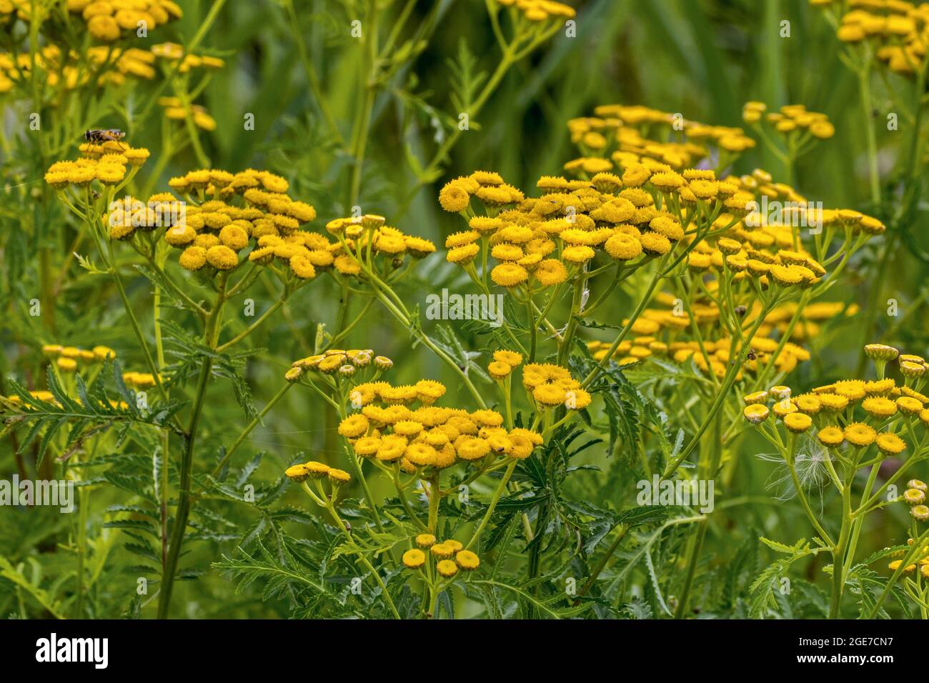 Tansy comune / pulsanti amari / mucca amara / pulsanti dorati (Tanacetum vulgare / Chrysanthemum vulgare) in fiore in estate Foto Stock