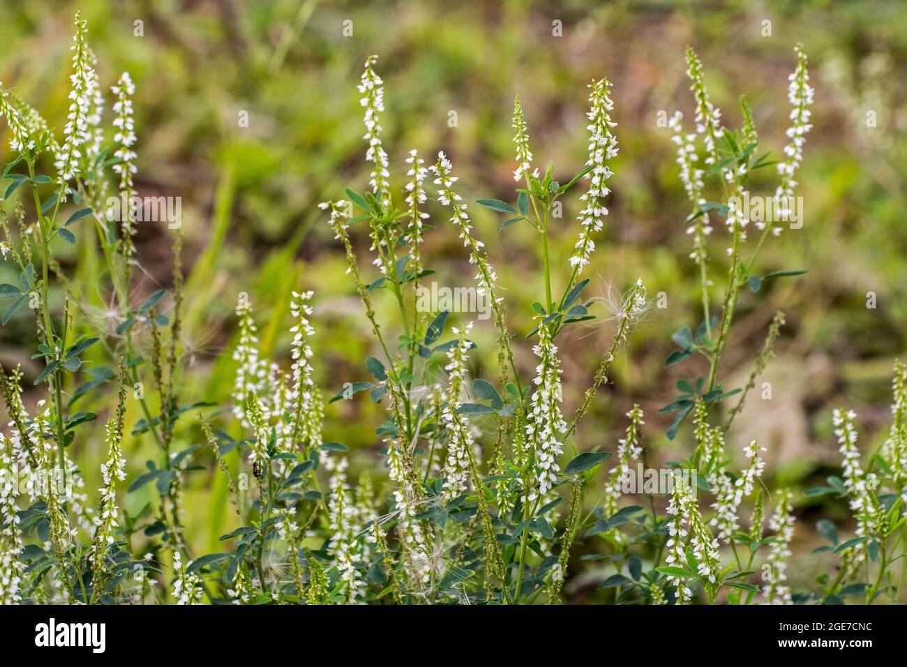 Trifoglio di miele / melilotto bianco / trifoglio di Bokhara / trifoglio di dolcetto bianco / trifoglio dolce (albus di Melilotus) in fiore è estate Foto Stock