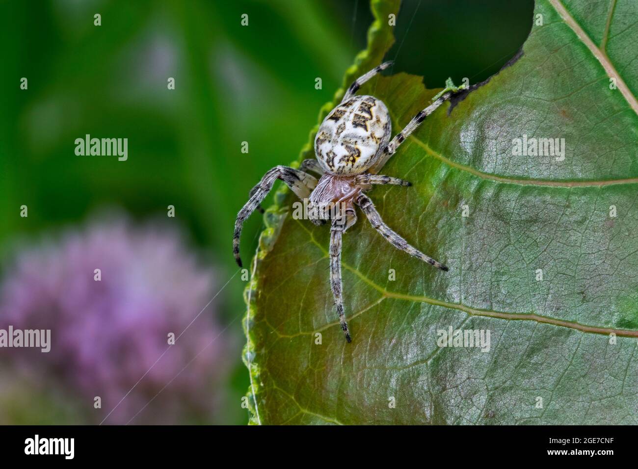 Solco ragno / solco Orb ragno / foliate ragno (Larinioides cornutus / Aranea apoclisa) orb-weaver ragno sulla foglia Foto Stock