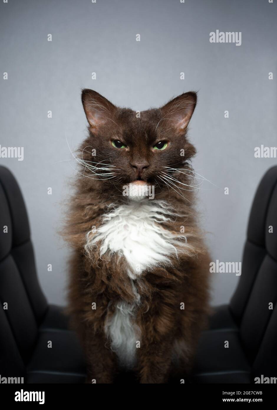 Cioccolato marrone bianco LaPerm Cat con pelliccia riccia di capelli lunghi rendendo divertente viso aspetto ingrato o dispiaciuto su sfondo grigio con spazio di copia Foto Stock