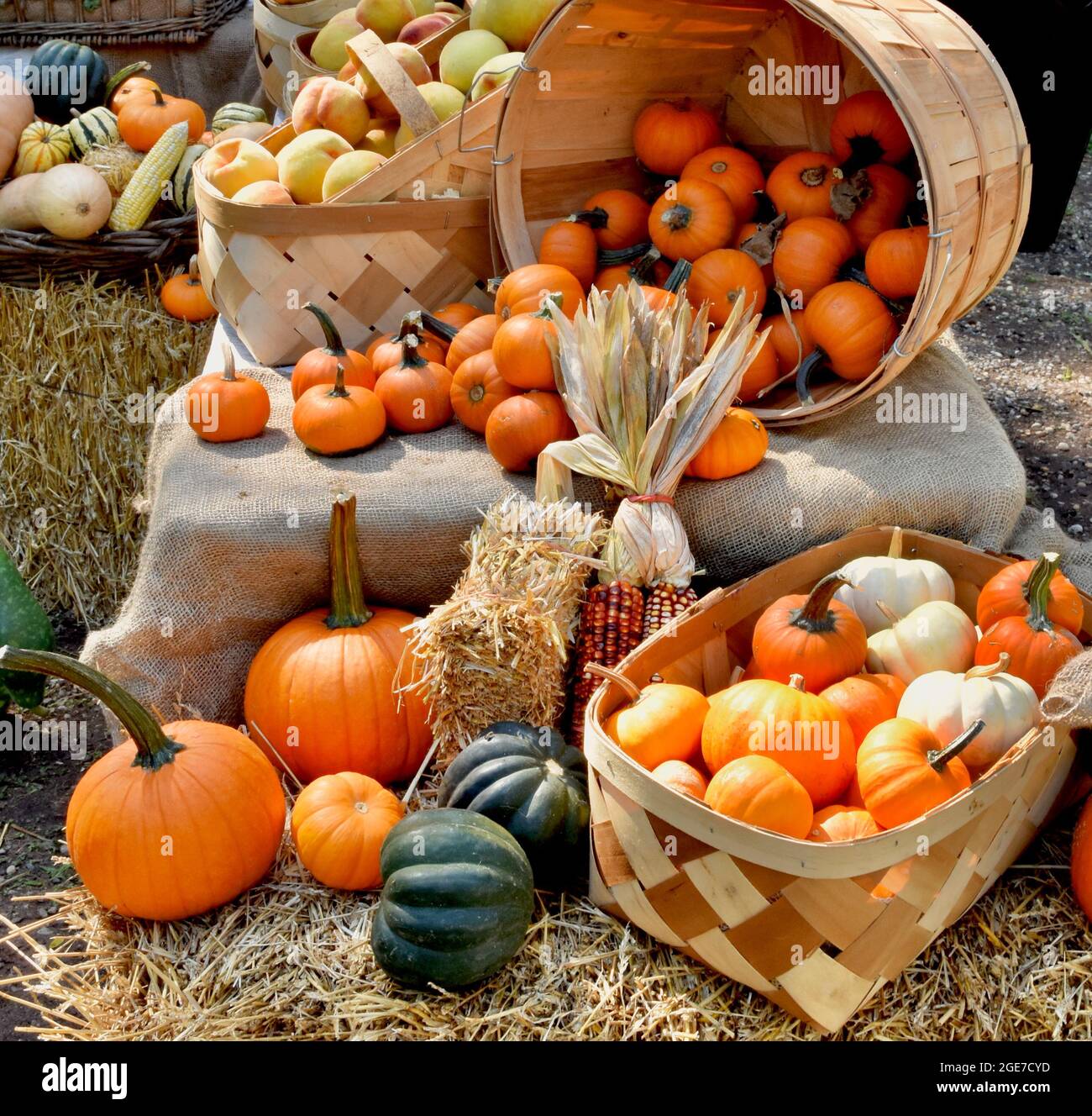 Una mostra natalizia di zucche, zucche e altri prodotti stagionali presso un'azienda agricola locale. Foto Stock