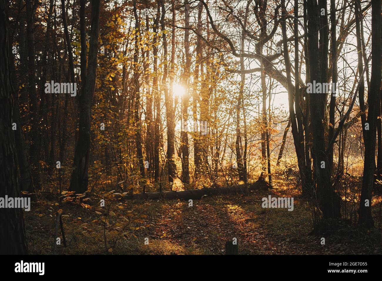 Bella strada autunnale in luce tramonto in soleggiati boschi autunnali. Sfondo autunnale. Bella foresta autunnale con foglie gialle e sentiero. Travel e hik Foto Stock