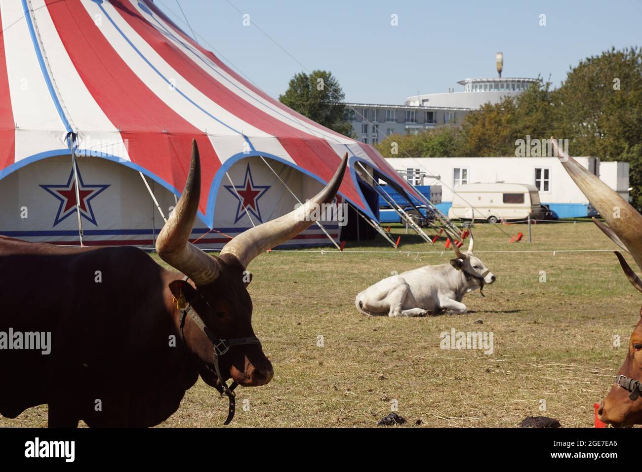 Gruppo di tori accanto alle grandi tende del circo Foto Stock