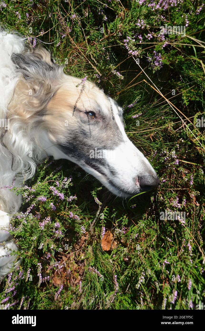 Ritratto di un lungo volto di borzoi che riposa in erica fiorente. Foto Stock