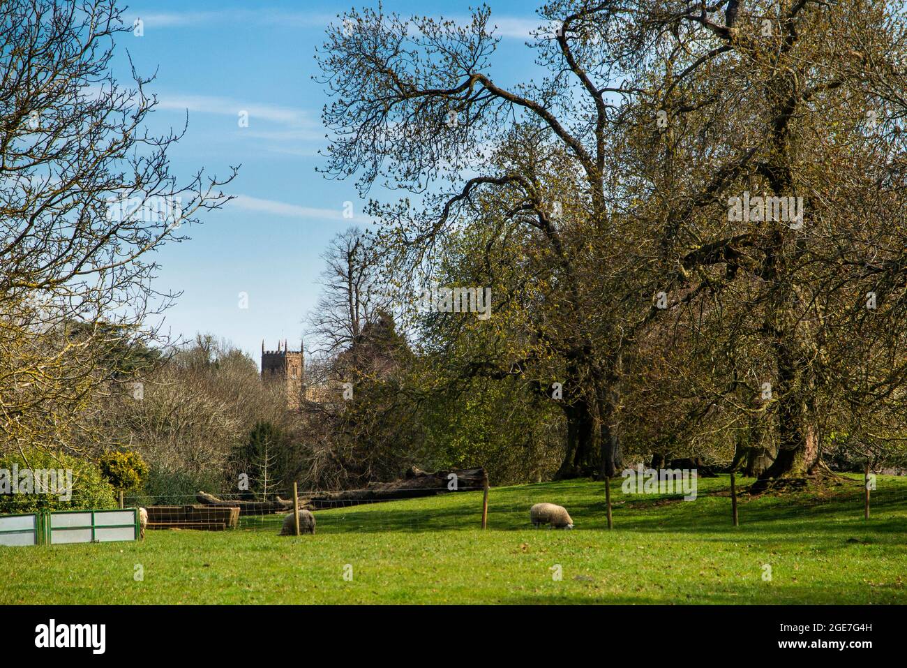 Regno Unito, Inghilterra, Oxfordshire, Wroxton, tutti i Santi torre parrocchiale che sorge sopra il villaggio e pecore pascolo sulla terra Wroxton Abbey Foto Stock