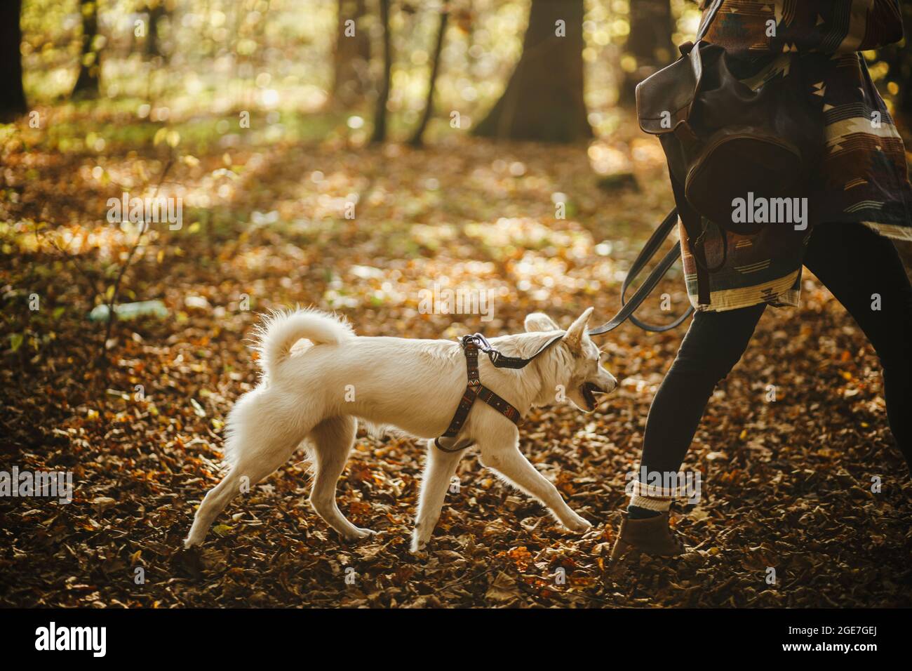 Donna elegante con zaino che cammina con il cane carino in soleggiati boschi autunnali, primo piano. Giovane viaggiatore escursionistico con il cane bianco pastore svizzero con lea Foto Stock