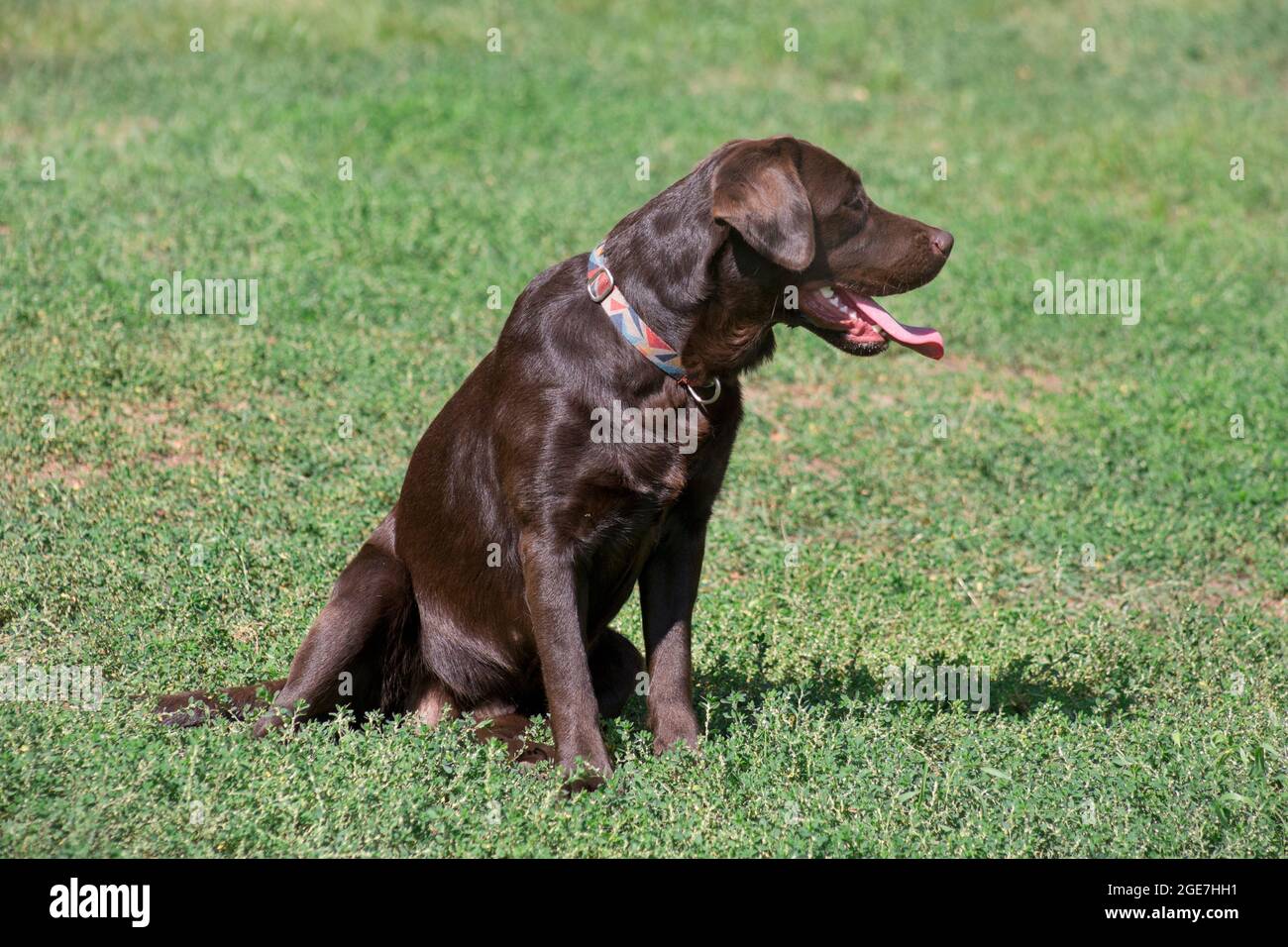 Il cucciolo di labrador Retriever al cioccolato è seduto su un'erba verde nel parco estivo. Animali domestici. Cane purebred. Foto Stock