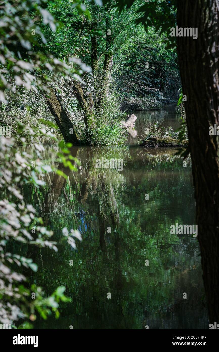 Vista dalla foresta su uno stagno alla luce del sole. Foto Stock