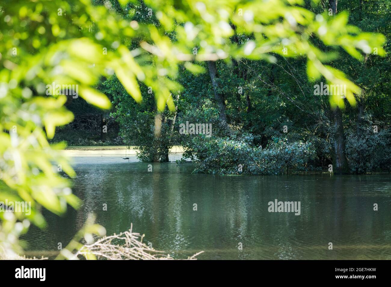 Vista dalla foresta su un lago sotto la luce del sole Foto Stock