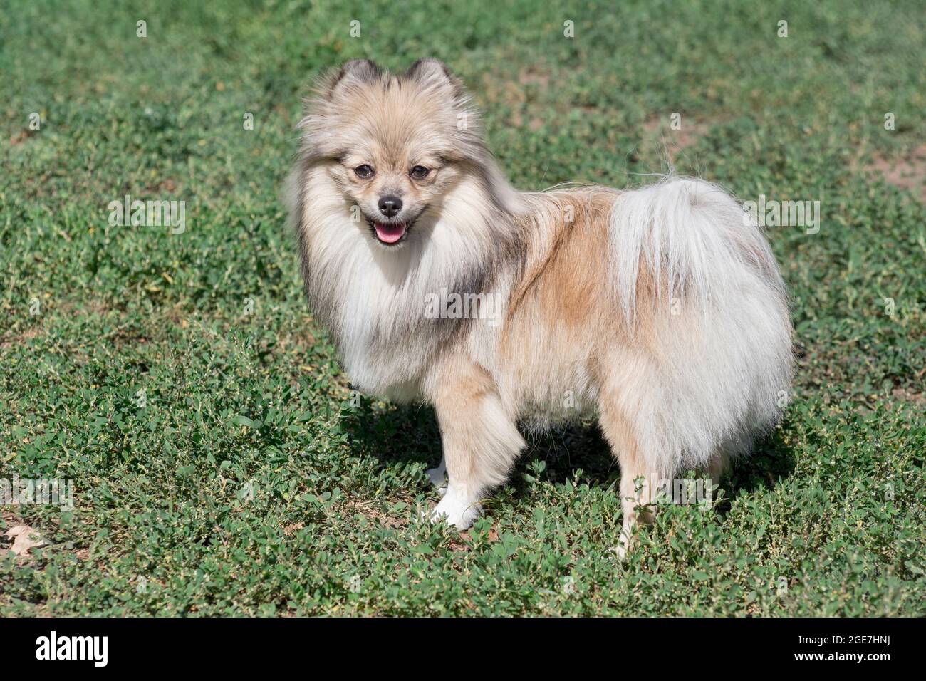 Il simpatico cucciolo di spitz tedesco si trova su un'erba verde nel parco estivo e guarda la macchina fotografica. Animali domestici. Cane purebred. Foto Stock