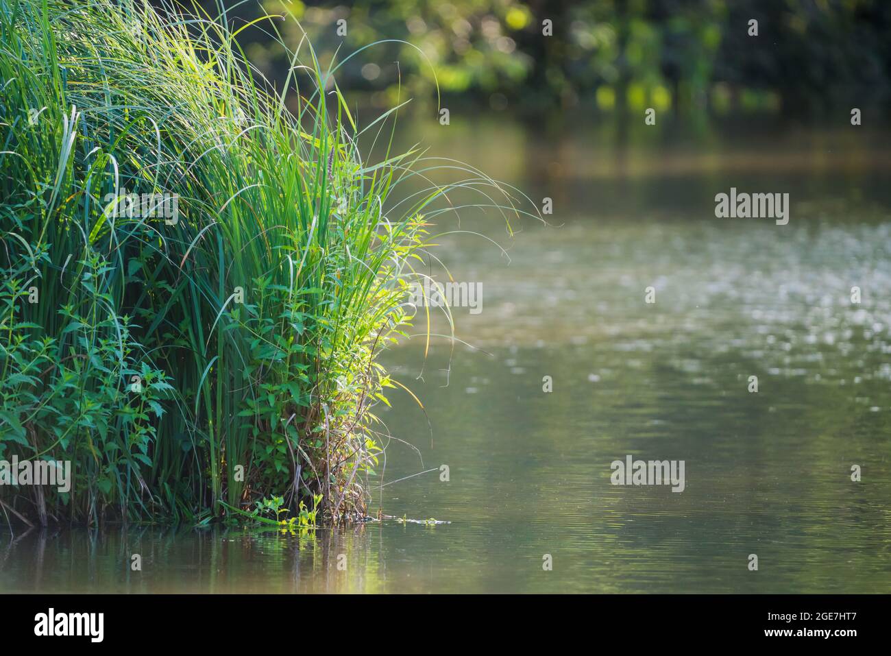 Canna sulla riva di un lago di foresta che splende al sole. Foto Stock
