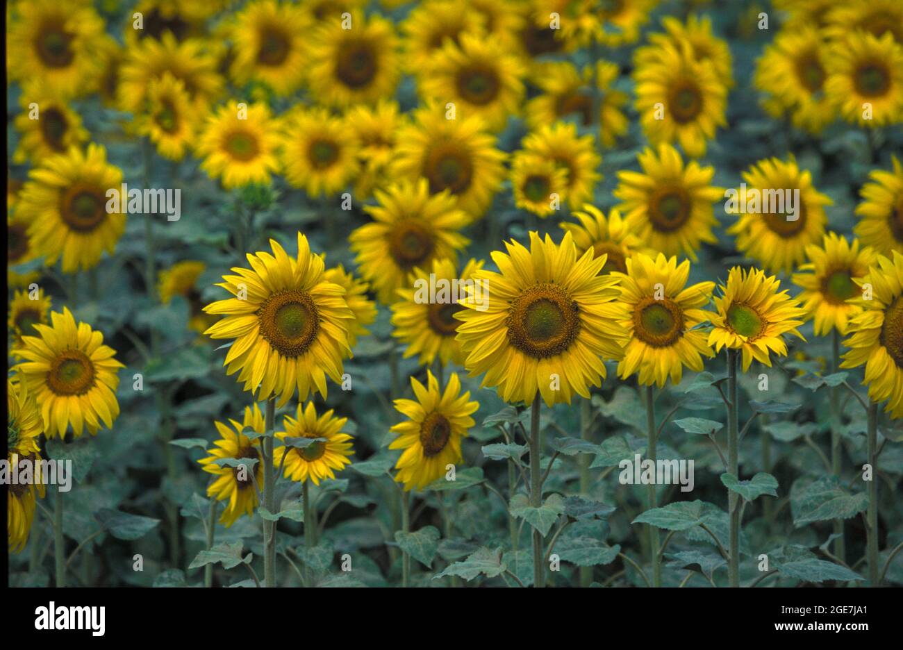 Campo di girasoli in Costa Brava, Alt Empordà comarca, Catalogna, Spagna Foto Stock
