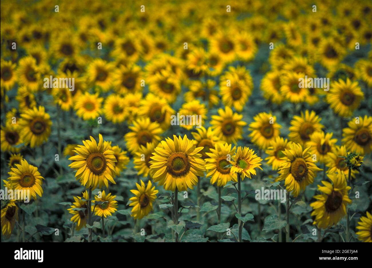 Campo di girasoli in Costa Brava, Alt Empordà comarca, Catalogna, Spagna Foto Stock