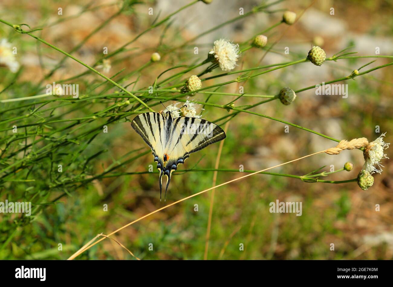 Farfalla a coda di rondine sul fiore selvatico. Foto Stock