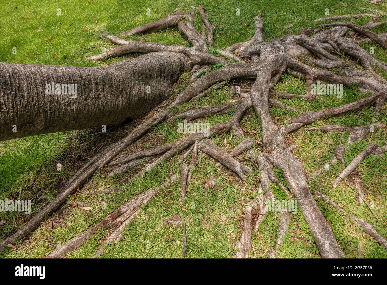 Tronco di albero e radici con erba Foto Stock