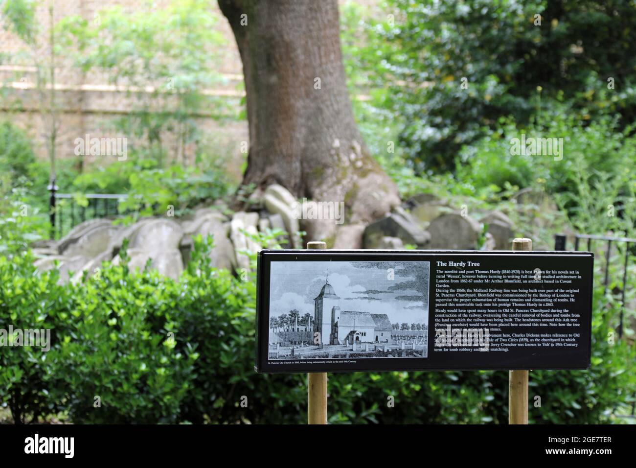 L'albero Hardy alla chiesa vecchia di St Pancras in Camden Foto Stock
