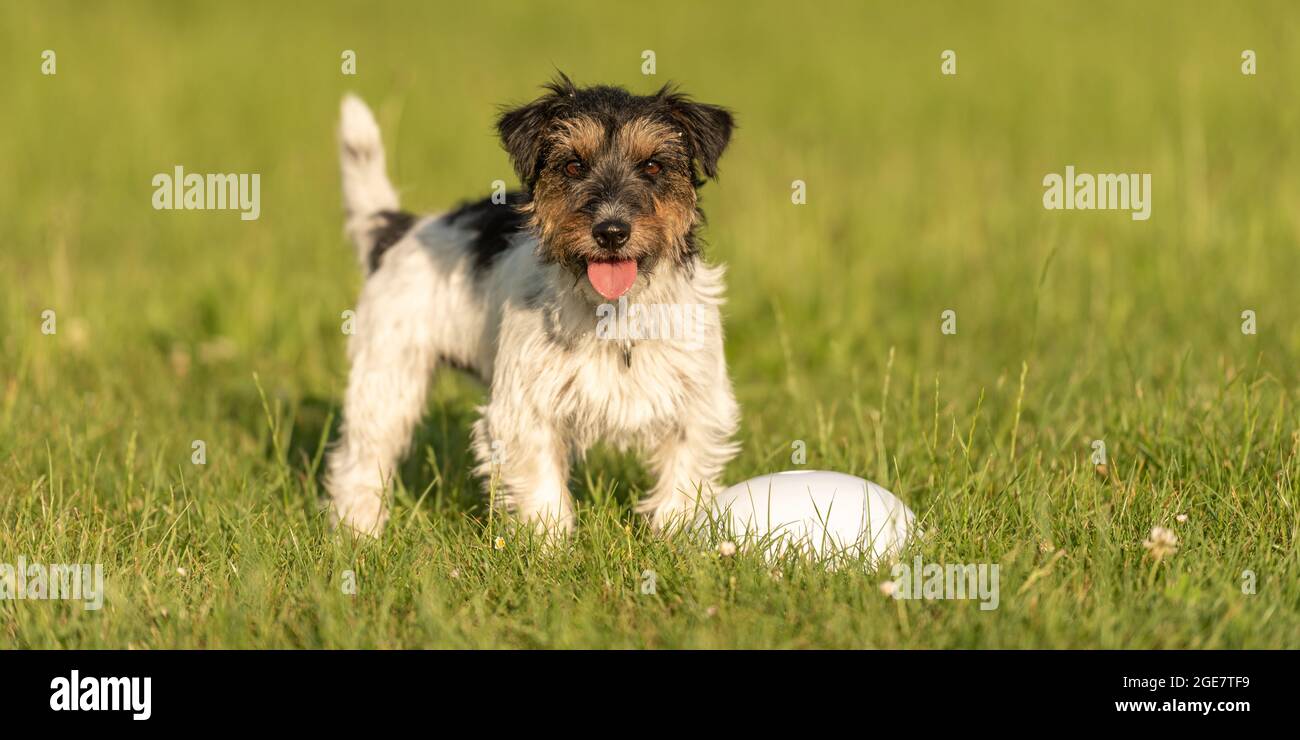 Piccolo Jack Russell Terrier è in piedi accanto a un proiettile ed è in attesa. Sporty cane obbediente in formazione Foto Stock