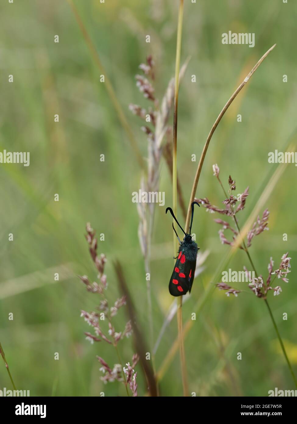 Un burnett a sei punti - punti rossi luminosi su nero - su un filo di erba lunga e feathery nella natura selvaggia vicino alla Gare del Sud. Foto Stock