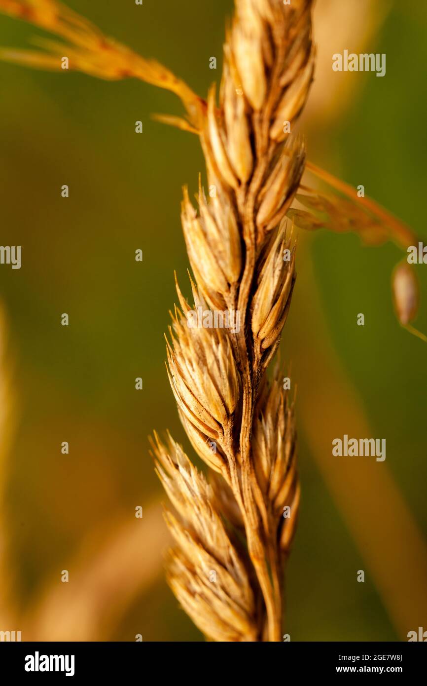 Grano di wheatsheaf dorato in primo piano dettagliato nel campo Foto Stock