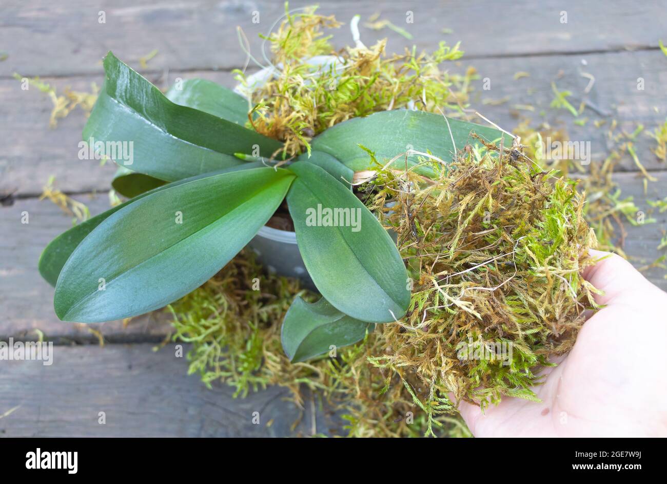 Piantare Phalaenopsis Orchid nel muschio. Sfondo di legno Foto stock - Alamy