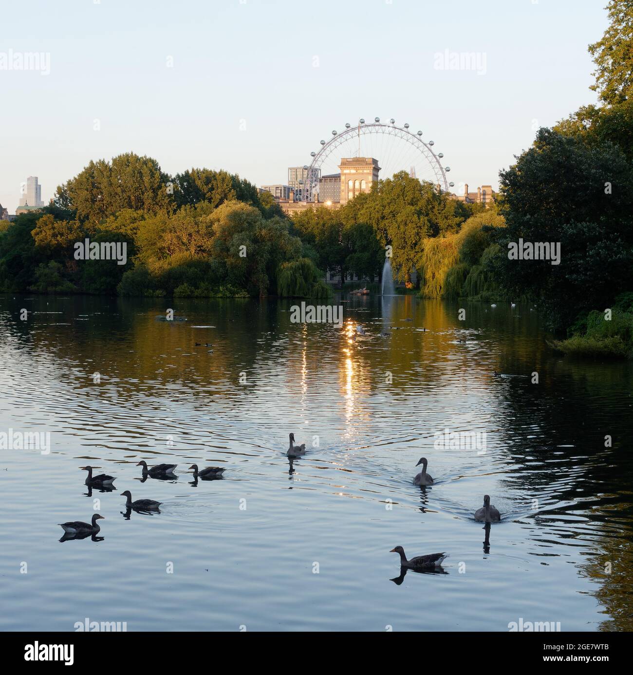 Londra, Greater London, England, 10 2021 agosto: Oche sull'acqua intorno al tramonto nel St James's Park con il London Eye sullo sfondo. Foto Stock