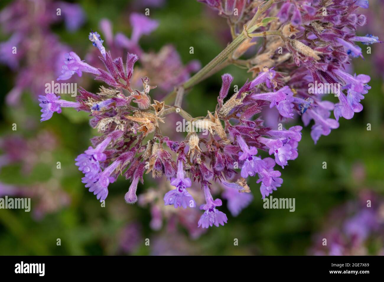 Vibrante Nepeta 'six Hills Giant', menta 'six Hills Giant', primo piano piante naturali / ritratto di fiori Foto Stock