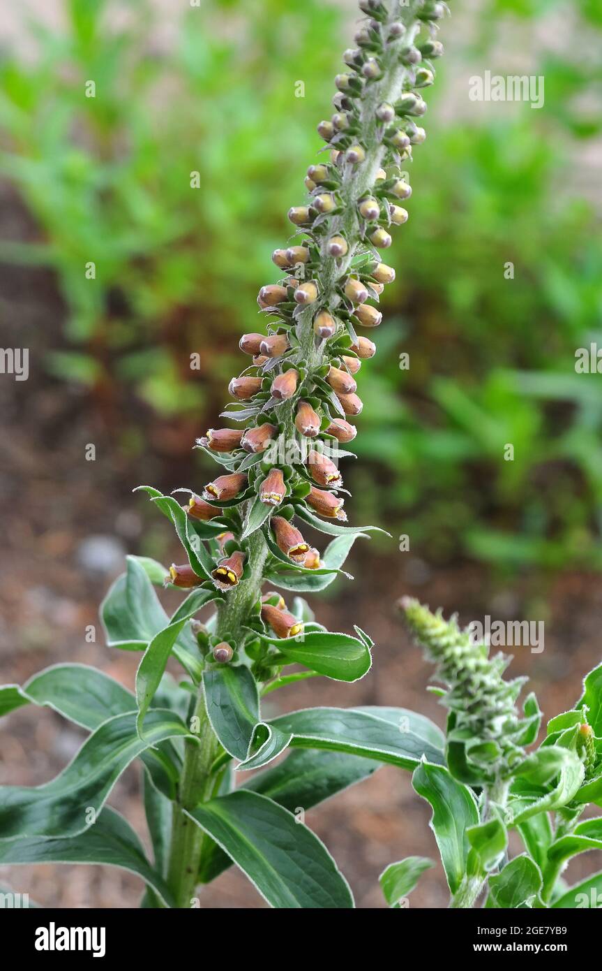 Foxglove a fiore piccolo, Digitalis parviflora, gyűszűvirág, Europa Foto Stock