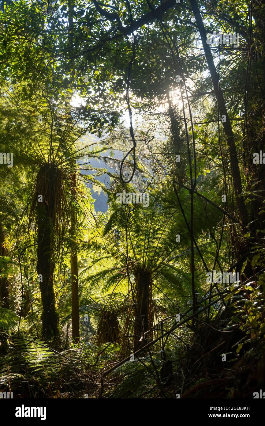 Paparoa Track, (una delle grandi passeggiate della Nuova Zelanda) Parco Nazionale di Paparoa, Costa Occidentale, Isola del Sud, Nuova Zelanda Foto Stock