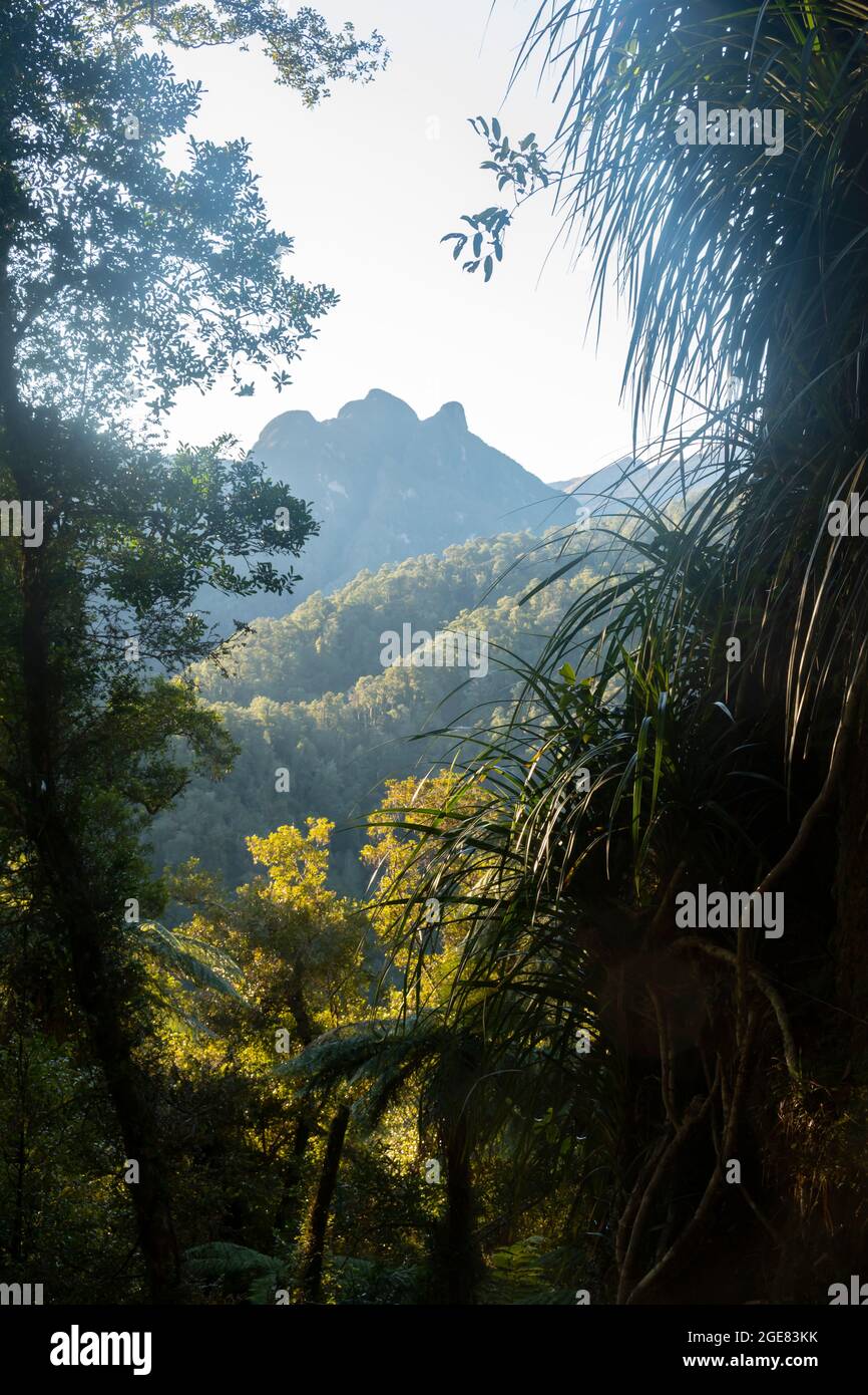 Paparoa Track, (una delle grandi passeggiate della Nuova Zelanda) Parco Nazionale di Paparoa, Costa Occidentale, Isola del Sud, Nuova Zelanda Foto Stock