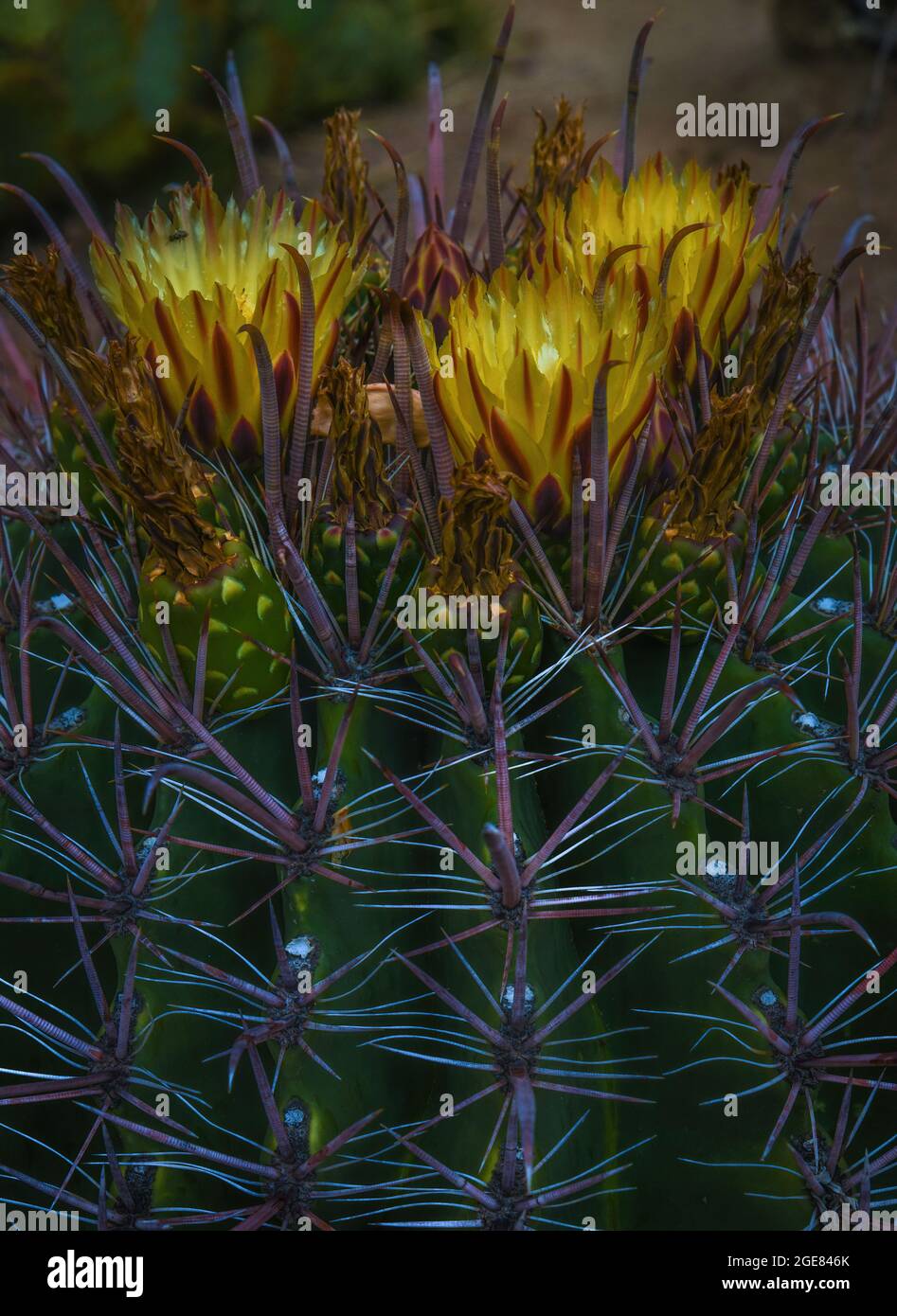 Fishhook Barrel Cactus, Ferocactus wislizeni Foto Stock