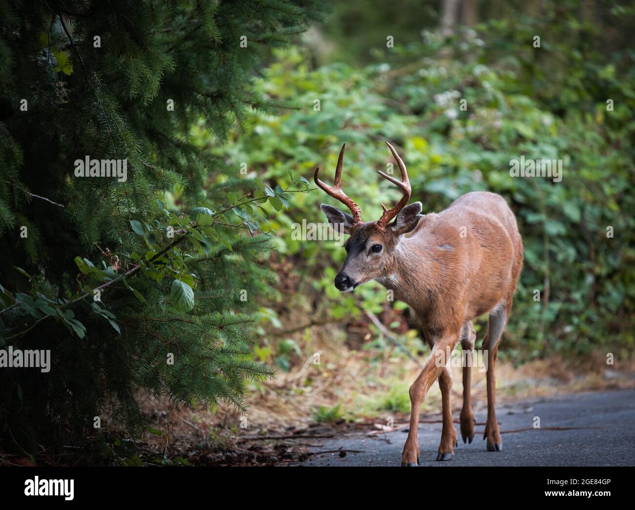 Un giovane capriolo rosso che cammina nel parco a Vancouver BC. Foto Stock