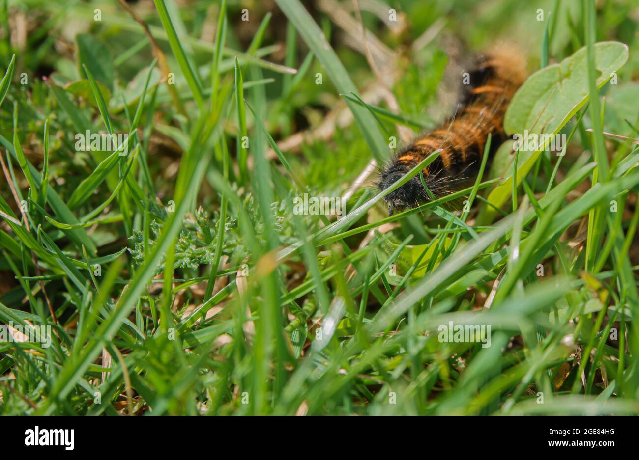 Woolly Bear caterpillar della Garden Tiger Moth (Arctia caja) su questo è modo attraverso l'erba sottobosco Foto Stock