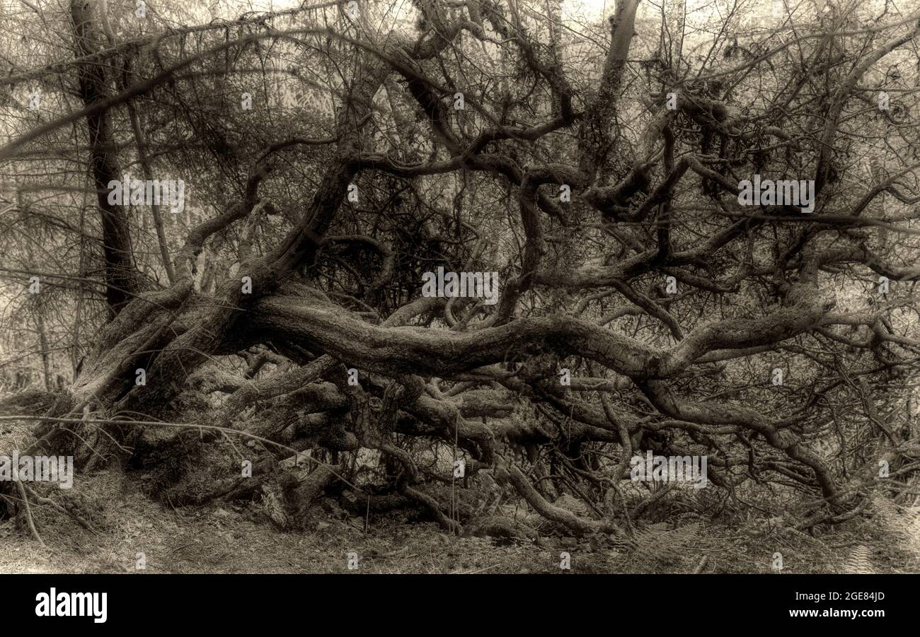 Immagine ravvicinata dei tronchi ricurvi in un supporto Foto Stock