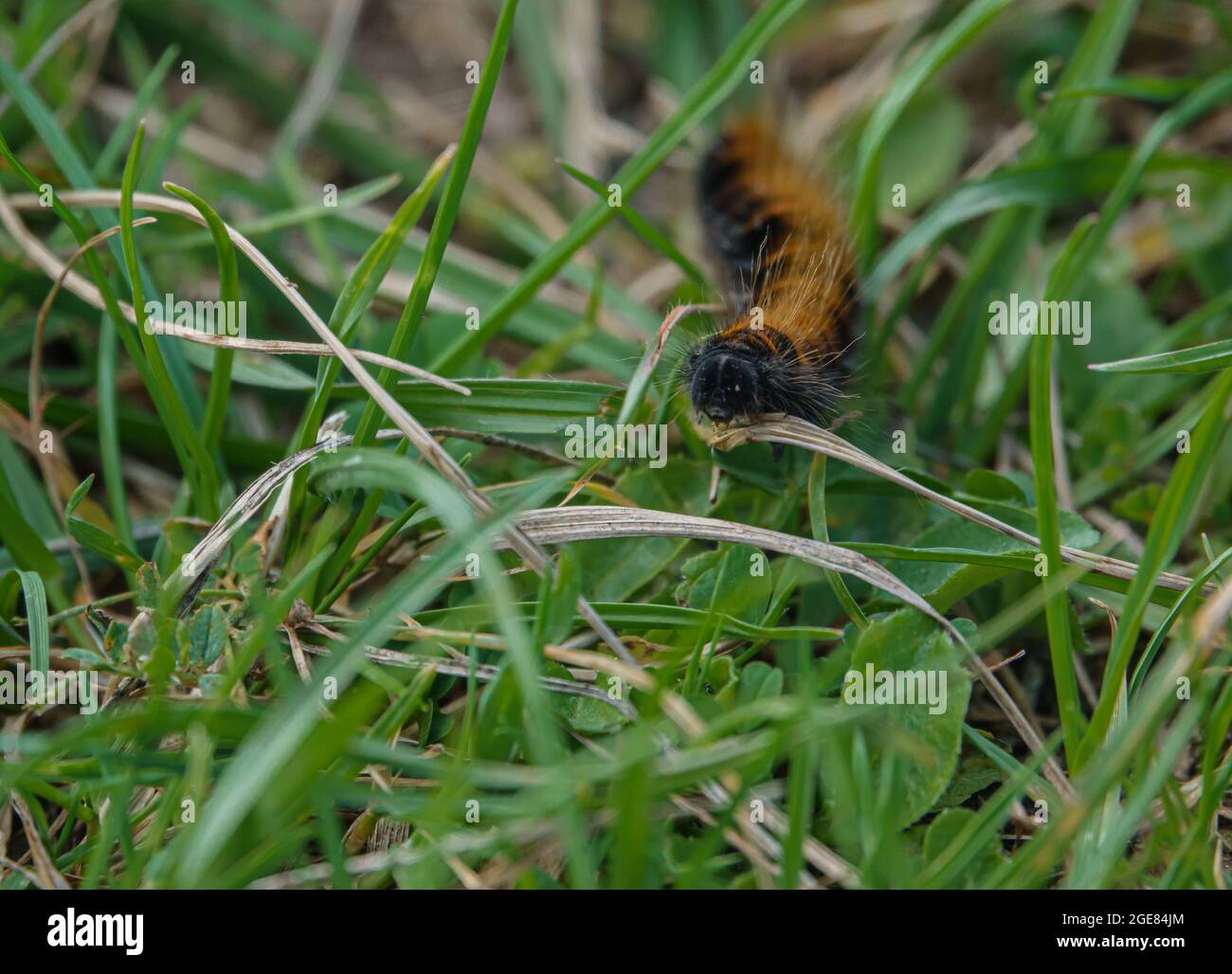 Woolly Bear caterpillar della Garden Tiger Moth (Arctia caja) su questo è modo attraverso l'erba sottobosco Foto Stock