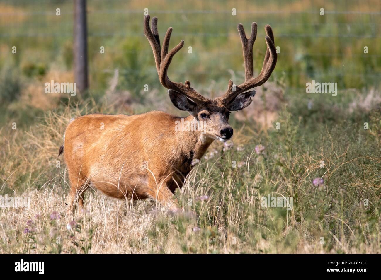 Mule Deer (Odocoileus hemionus) buck - Rocky Mountain Arsenal National Wildlife Refuge, Commerce City, vicino a Denver, Colorado Foto Stock