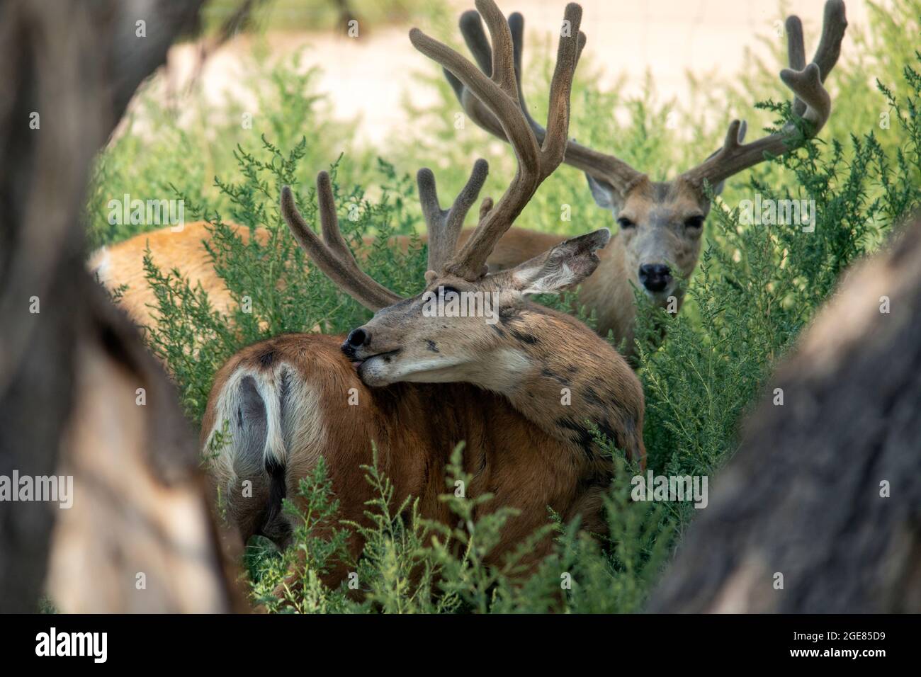 Mule Deer (Odocoileus hemionus) bucks - Rocky Mountain Arsenal National Wildlife Refuge, Commerce City, vicino a Denver, Colorado Foto Stock