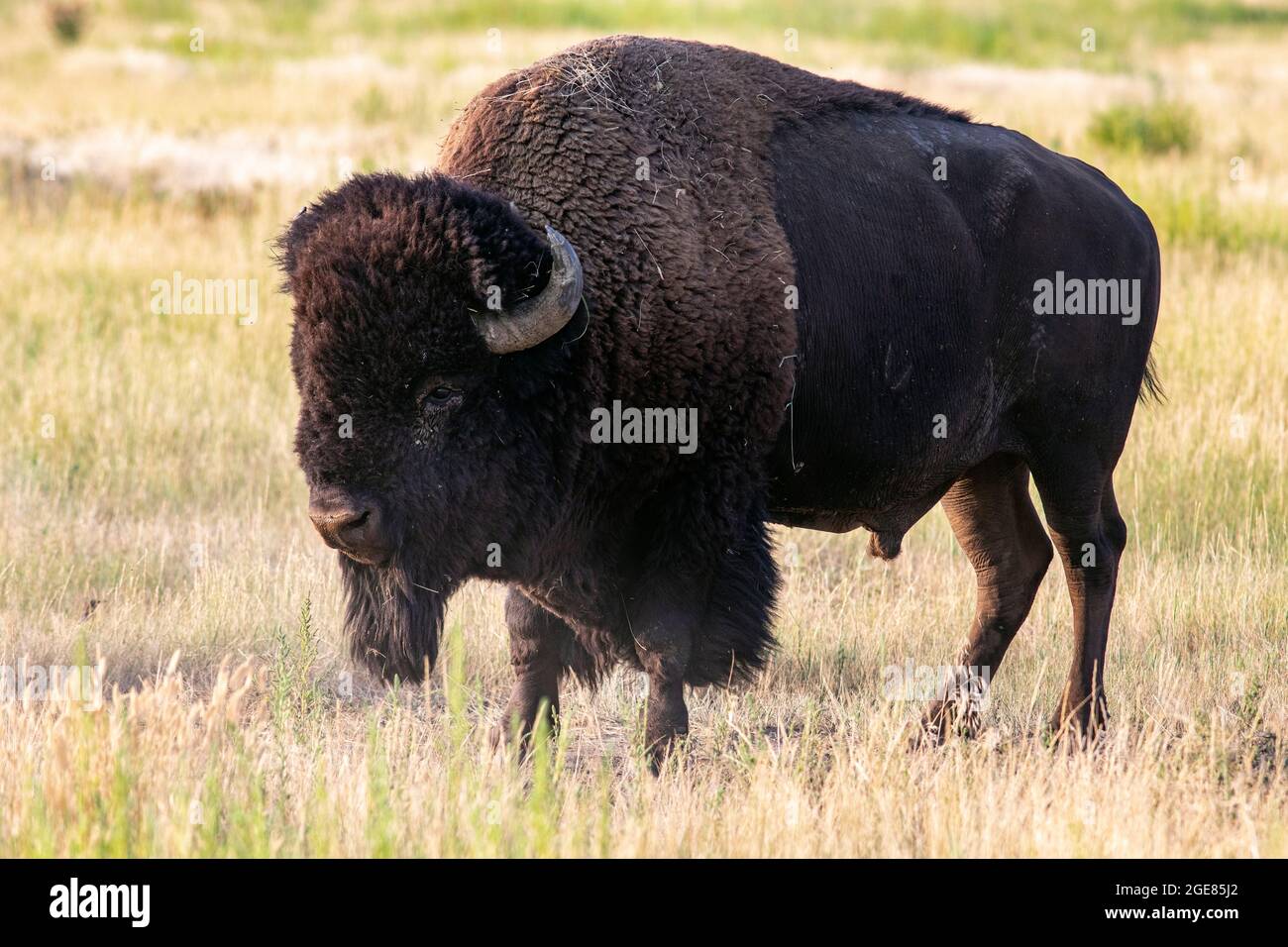 Male American Bison (Bison bison) - Rocky Mountain Arsenal National Wildlife Refuge, Commerce City, vicino a Denver, Colorado Foto Stock
