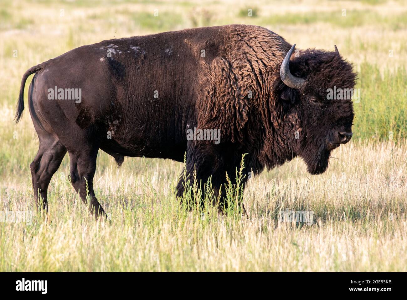 Male American Bison (Bison bison) - Rocky Mountain Arsenal National Wildlife Refuge, Commerce City, vicino a Denver, Colorado Foto Stock