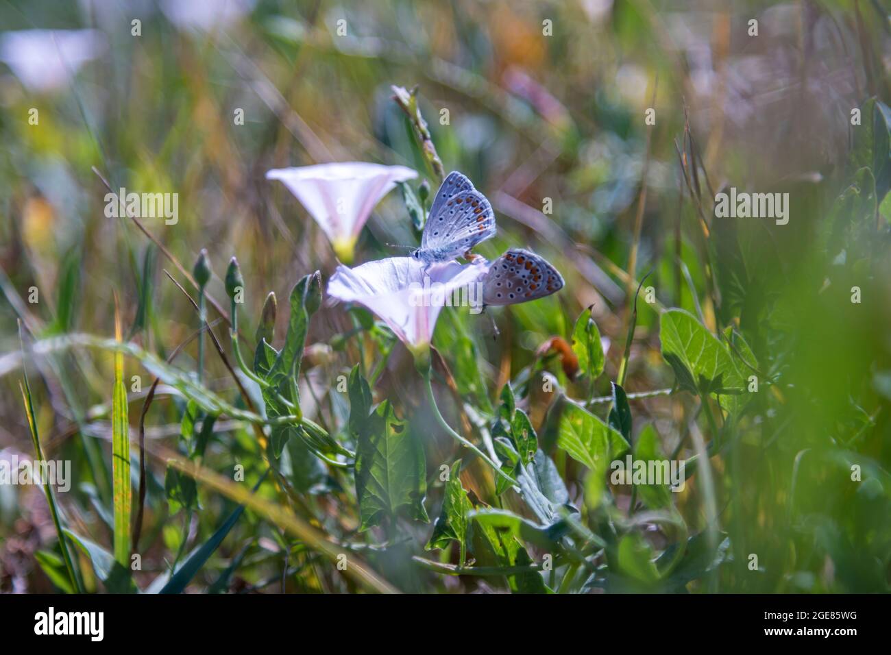belle farfalle viola, riposanti su alcuni fiori dello stesso colore, sullo sfondo l'erba verde che fa un bel contrasto con il viola Foto Stock