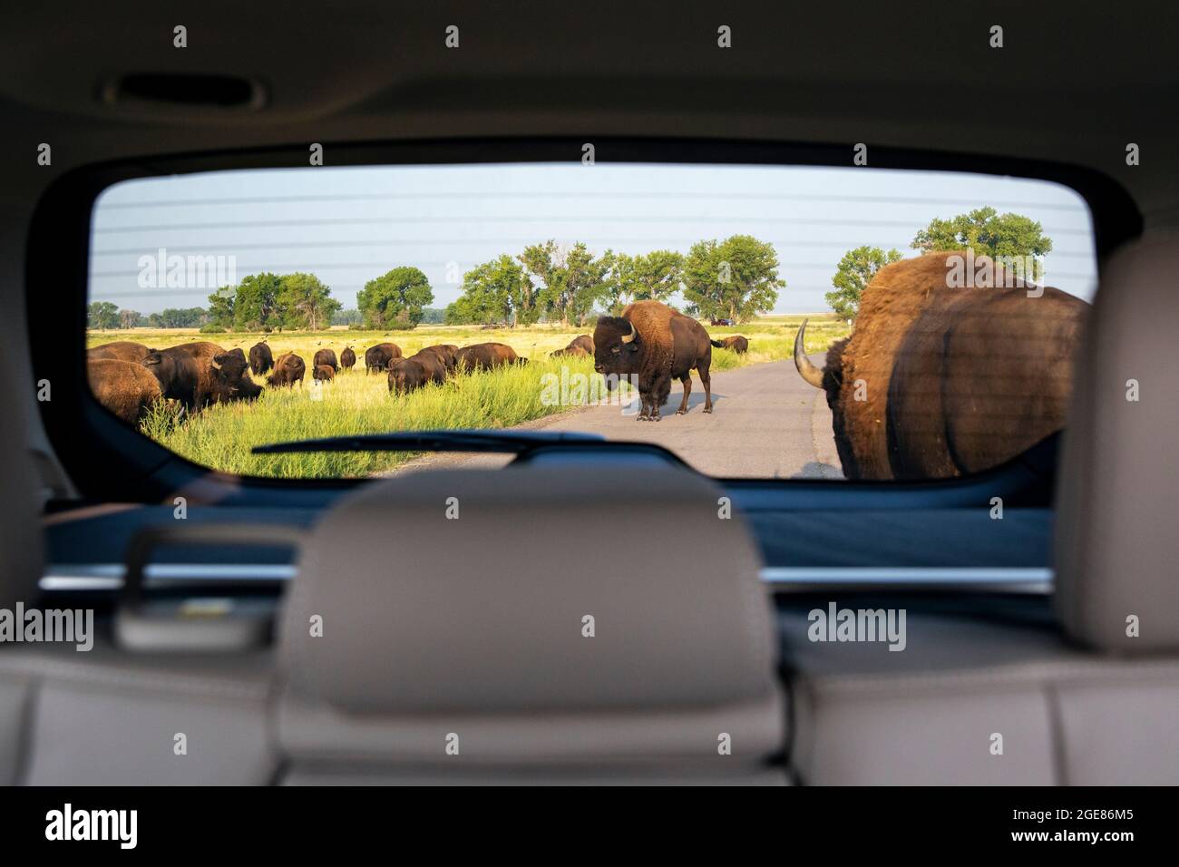 Vista attraverso la finestra dell'auto di una mandria di American Bison (Bison bison) che attraversa la strada - Rocky Mountain Arsenal National Wildlife Refuge, Commerce City, vicino Foto Stock