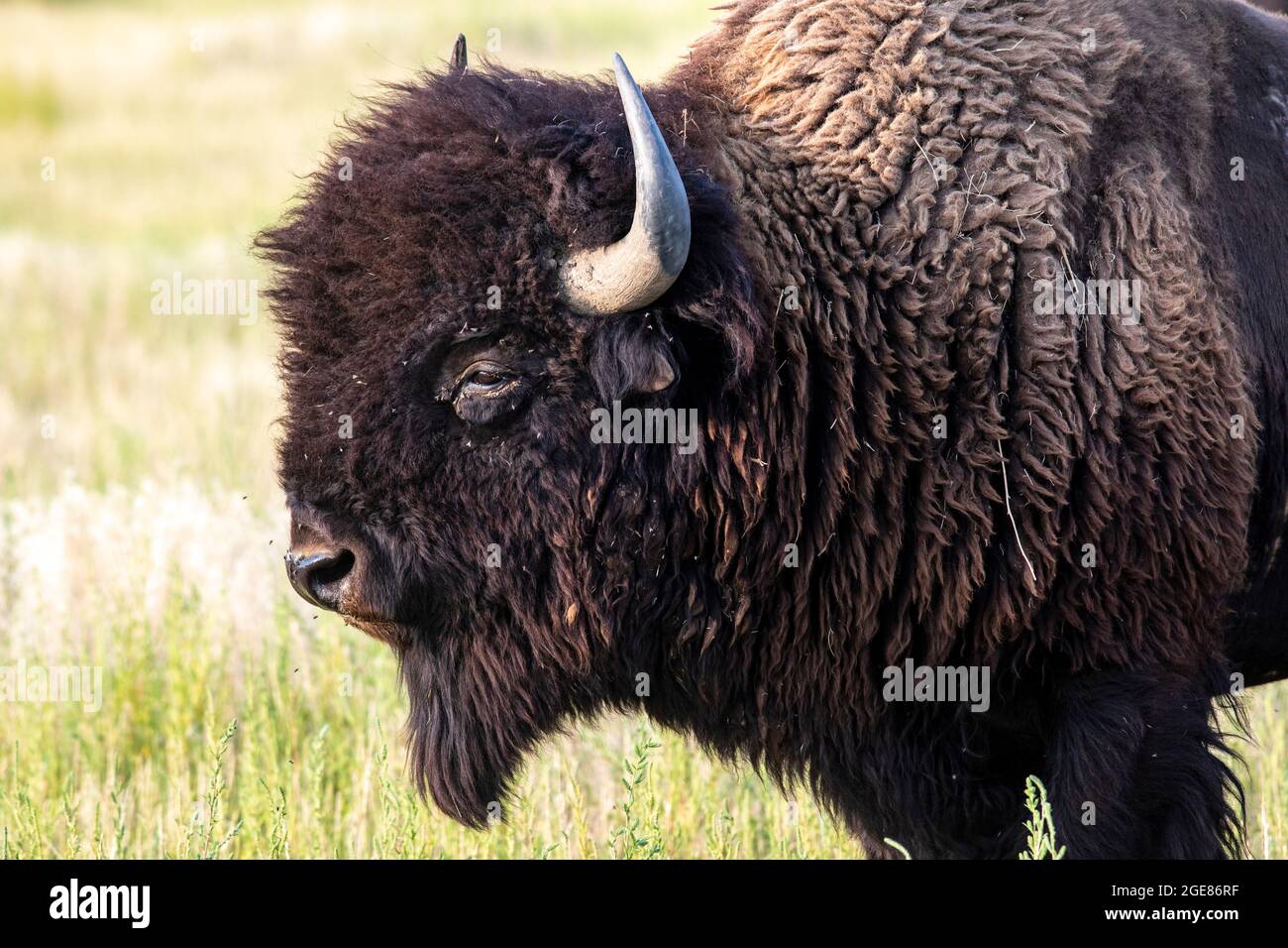 Male American Bison (Bison bison) - Rocky Mountain Arsenal National Wildlife Refuge, Commerce City, vicino a Denver, Colorado Foto Stock