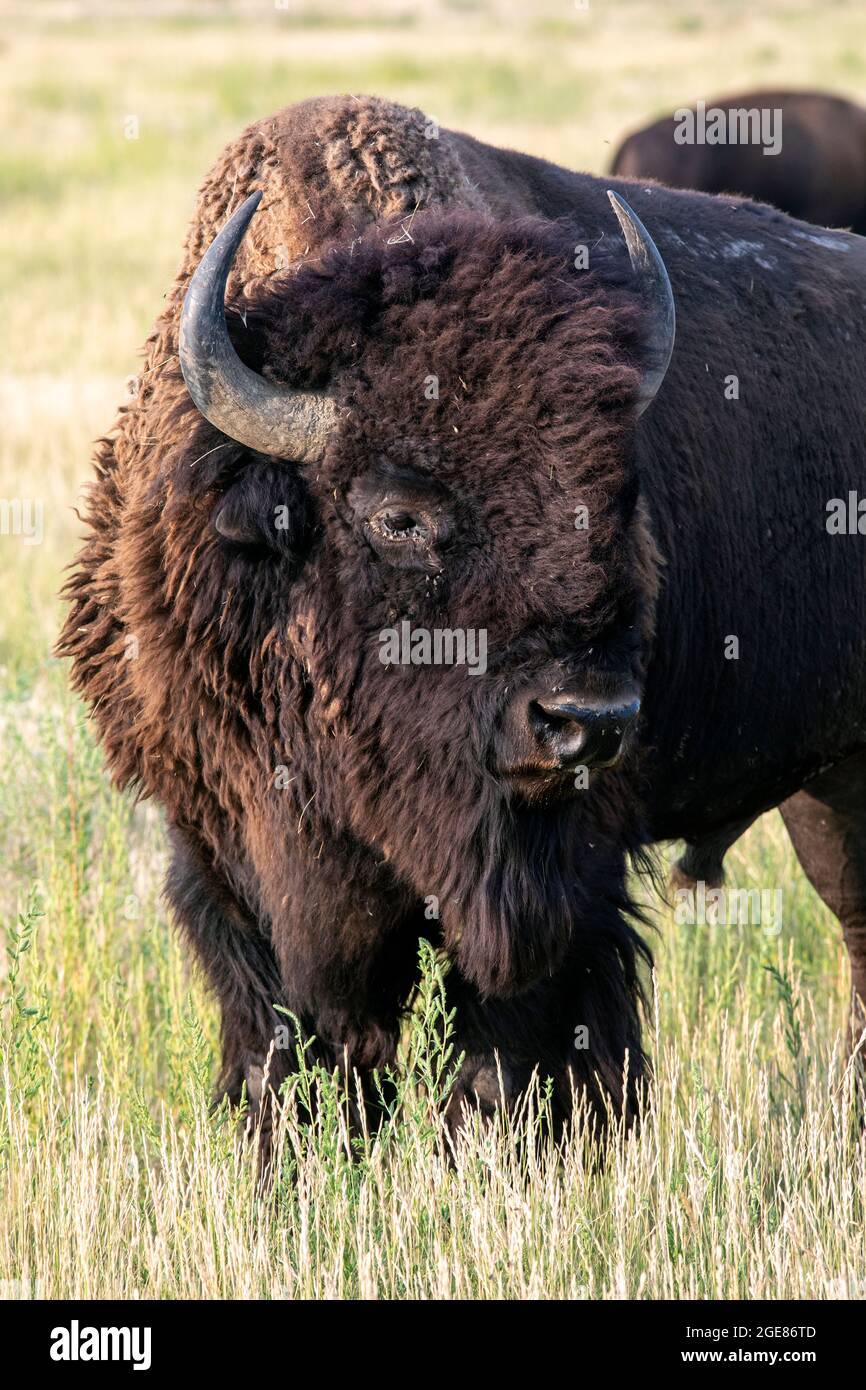 Male American Bison (Bison bison) - Rocky Mountain Arsenal National Wildlife Refuge, Commerce City, vicino a Denver, Colorado Foto Stock