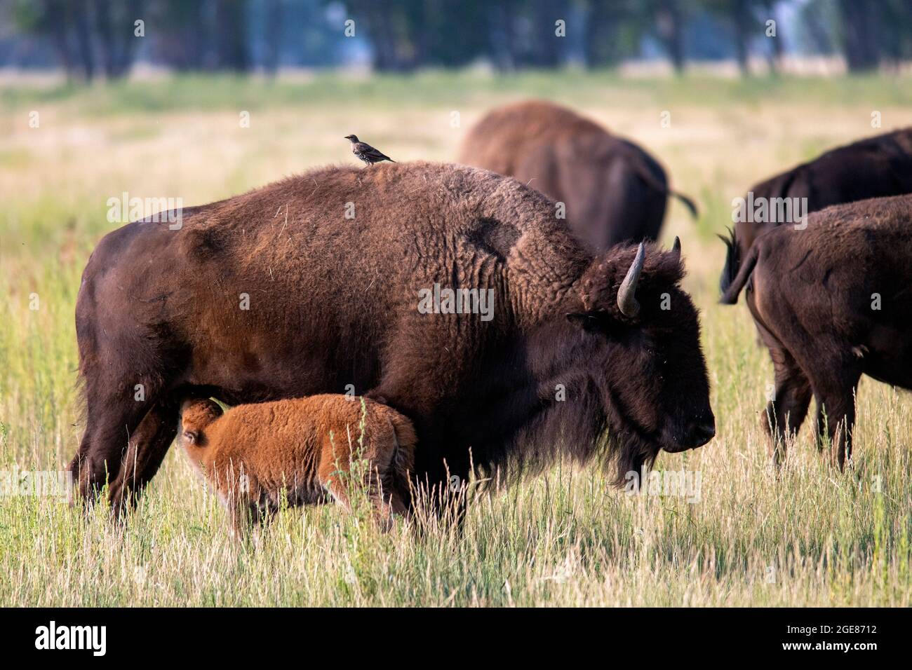 Femmina Americano bisonte (bisonte bisonte) vitello da allattamento - Rocky Mountain Arsenal National Wildlife Refuge, Commerce City, vicino Denver, Colorado Foto Stock