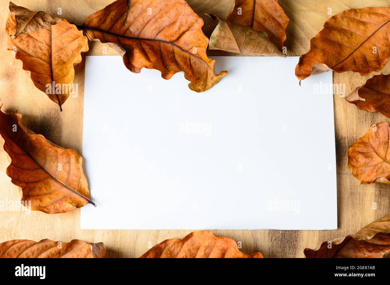 Derisione. Un foglio bianco di carta su una superficie di legno, circondato da foglie d'autunno. Messa a fuoco selettiva. Foto Stock