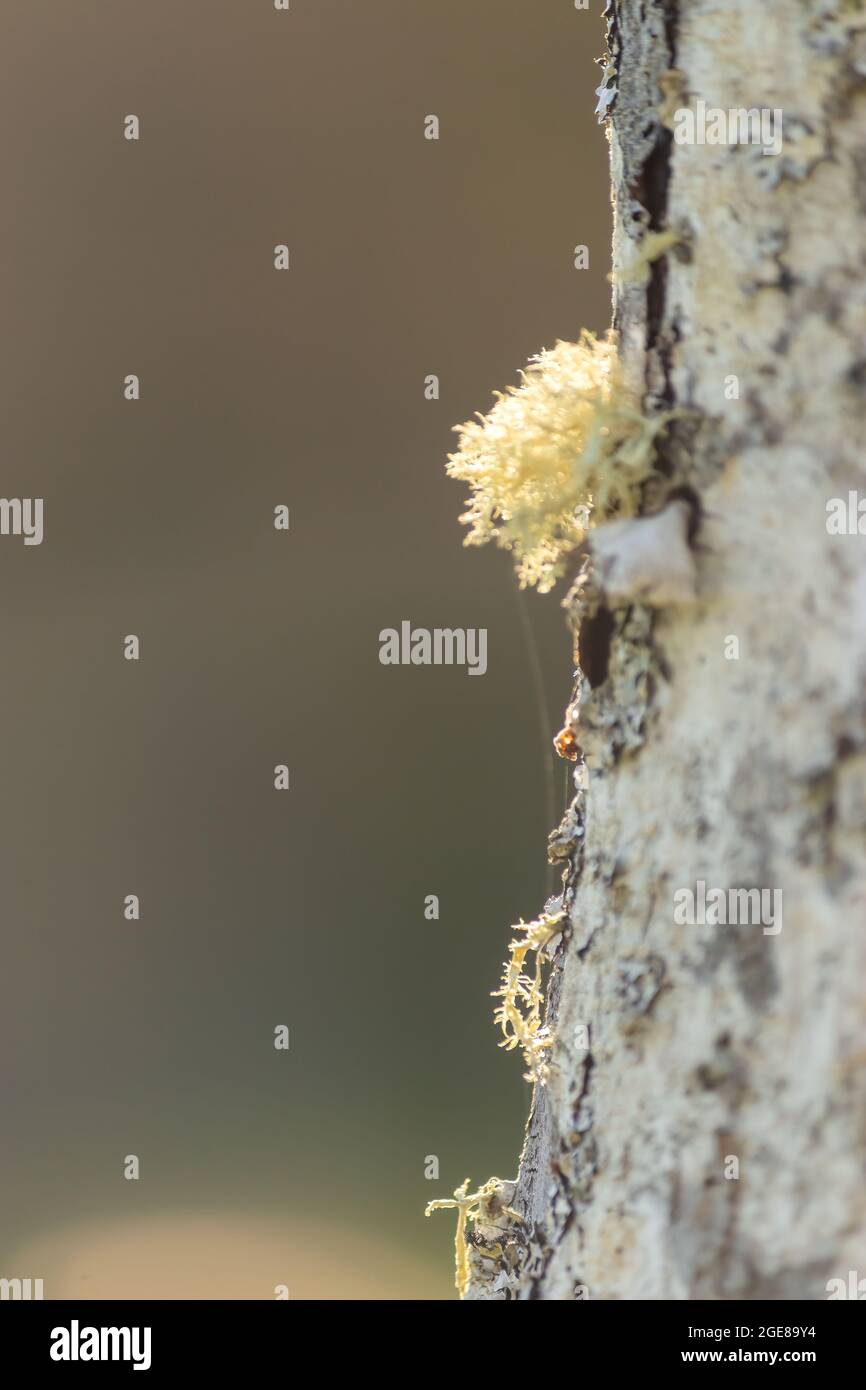 Ciuffi gialli di muschio secco aggrappati alla corteccia di un albero bianco in estate Foto Stock