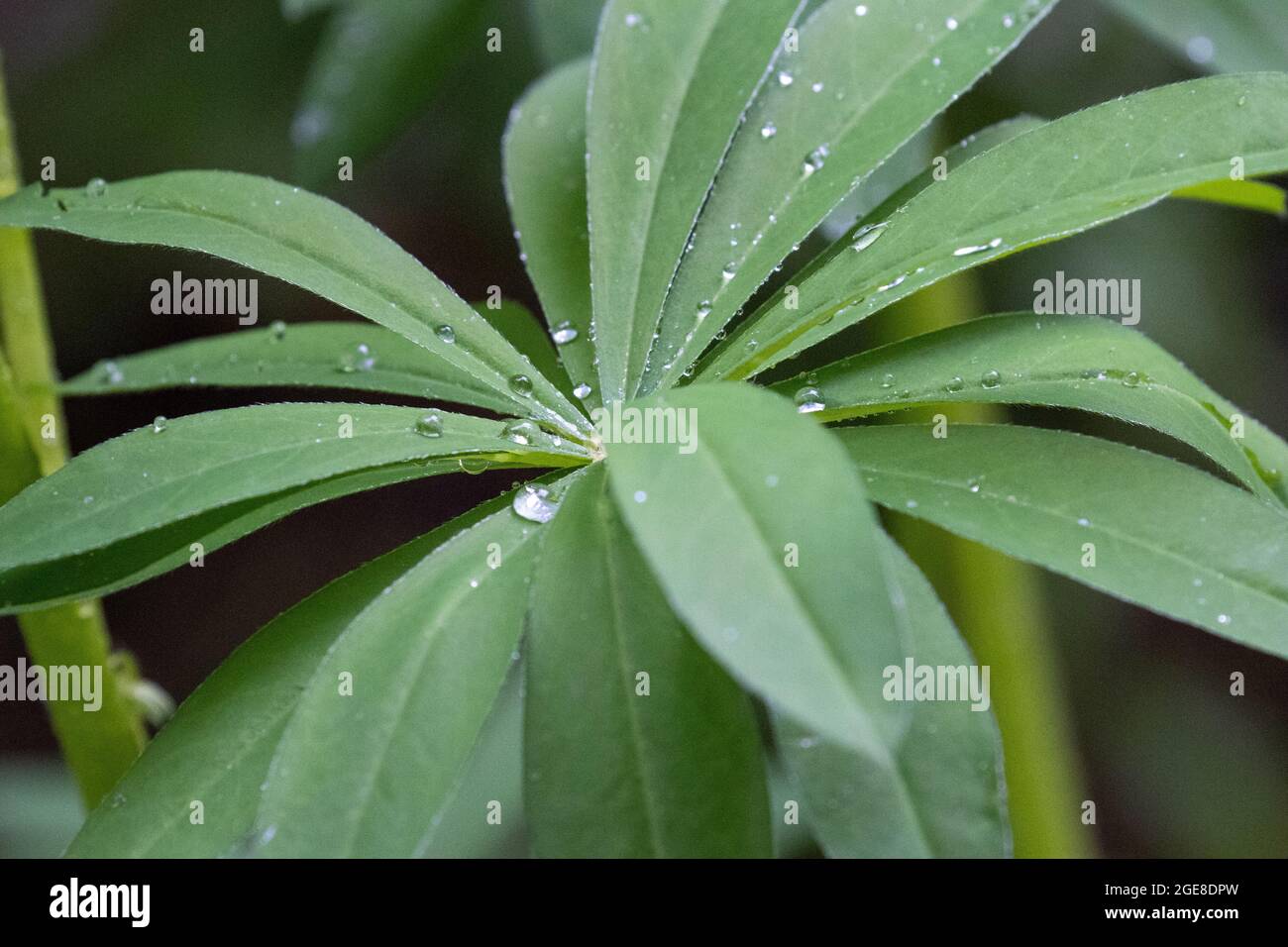 chiudere la goccia di rugiada sulle foglie di lupino Foto Stock