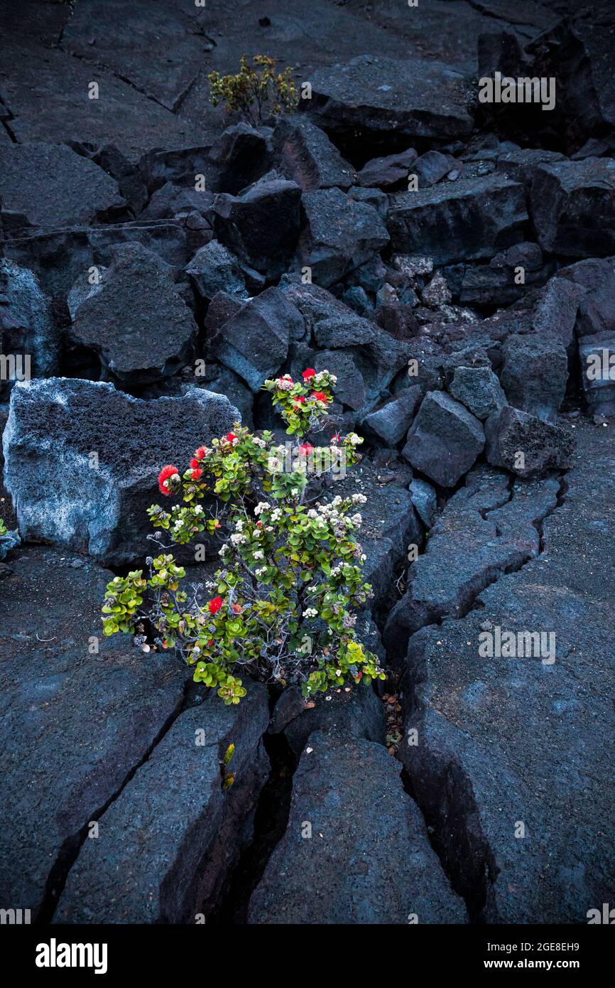 Un albero Ohi'a che cresce da una crepa nel pavimento di lava del cratere Kilauea Iki, Hawaii Volcanoes National Park, Hawai'i, USA Foto Stock